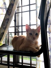 Light Brown - Domestic Short Hair Cat