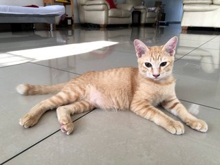 Light Brown - Domestic Short Hair Cat