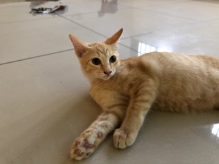 Light Brown - Domestic Short Hair Cat