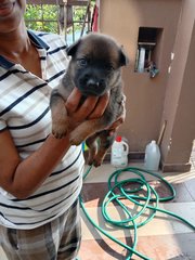 Blackie, Minnie And Milo - Mixed Breed Dog