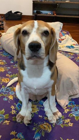 Hayley - Beagle Dog