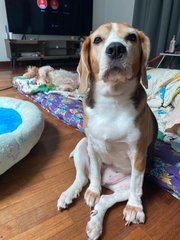 Hayley - Beagle Dog