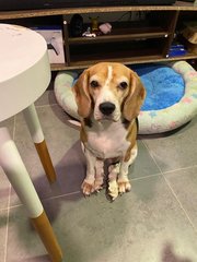 Hayley - Beagle Dog