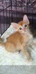 Little Angels  - Domestic Medium Hair Cat