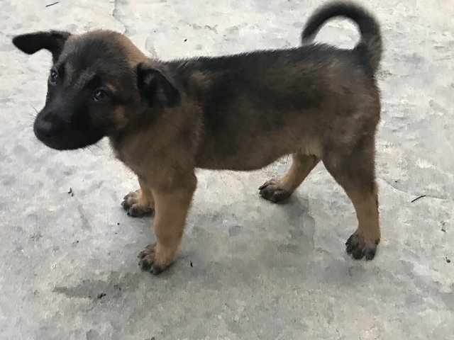 Blackie, Brownie - Mixed Breed Dog