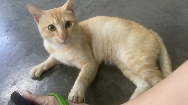 Jijie  - Domestic Short Hair Cat