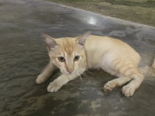 Jijie  - Domestic Short Hair Cat