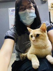 Jijie  - Domestic Short Hair Cat