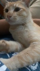 Jijie  - Domestic Short Hair Cat