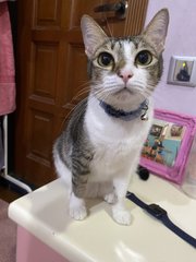 Capang - Domestic Short Hair Cat