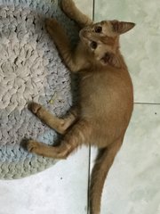 Chu Chu - Domestic Short Hair Cat