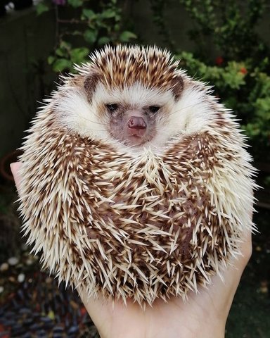 Pumpkin - Hedgehog Small & Furry