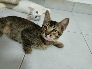 Elbo - Turkish Angora + Tabby Cat