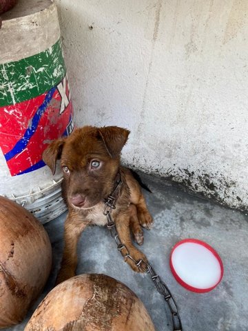 Jenny - Mixed Breed Dog