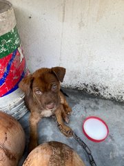 Jenny - Mixed Breed Dog