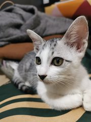 Tora - Domestic Short Hair Cat