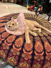 Ralph - Domestic Short Hair Cat