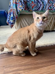 Ralph - Domestic Short Hair Cat