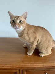 Ralph - Domestic Short Hair Cat
