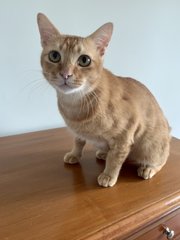 Ralph - Domestic Short Hair Cat