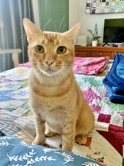 Ralph - Domestic Short Hair Cat