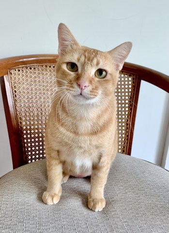 Ralph - Domestic Short Hair Cat