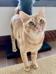 Ralph - Domestic Short Hair Cat