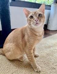 Ralph - Domestic Short Hair Cat