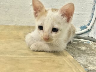 Bubble And Milo - Domestic Short Hair Cat