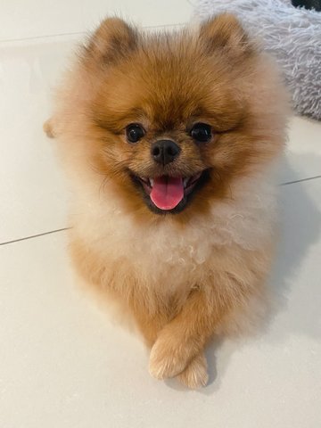 PF105484 - Pomeranian Dog