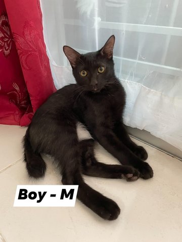 Boy - Domestic Short Hair Cat