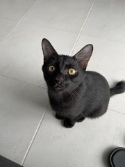 Boy - Domestic Short Hair Cat