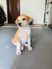 3 Male Puppies - Mixed Breed Dog