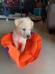 3 Male Puppies - Mixed Breed Dog