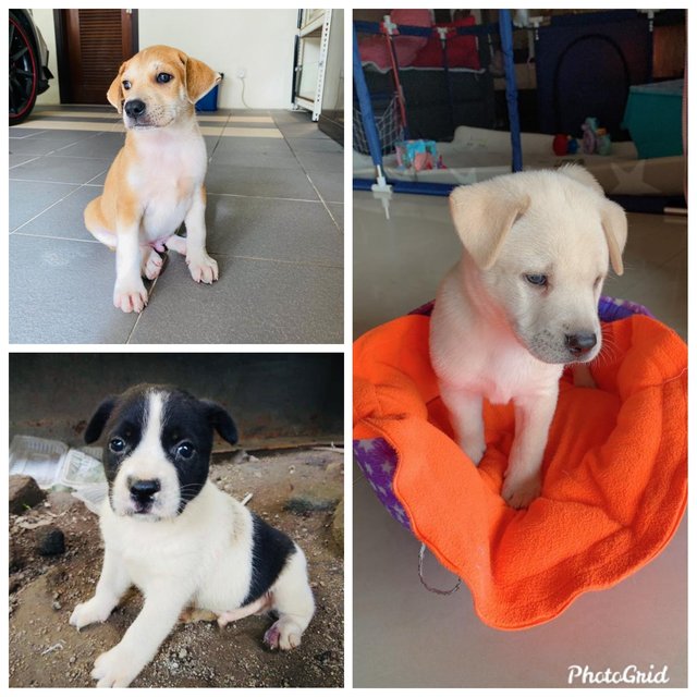 3 Male Puppies - Mixed Breed Dog