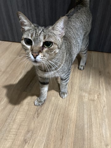 Mimi - Domestic Short Hair Cat