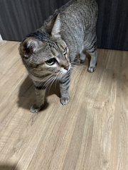 Mimi - Domestic Short Hair Cat