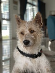 Julie - Fox Terrier Dog