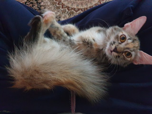 Kecik - Domestic Medium Hair + Tortoiseshell Cat