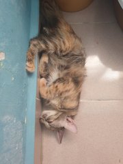 Kecik - Domestic Medium Hair + Tortoiseshell Cat