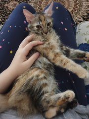 Kecik - Domestic Medium Hair + Tortoiseshell Cat