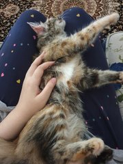 Kecik - Domestic Medium Hair + Tortoiseshell Cat