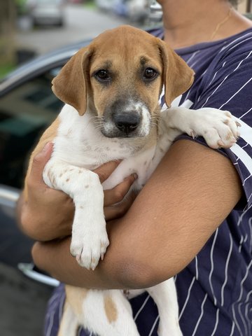 Jeera - Mixed Breed Dog