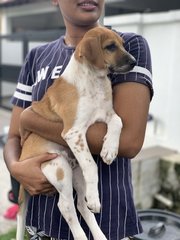 Jeera - Mixed Breed Dog