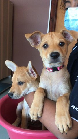 Bambi And Nala - Mixed Breed Dog