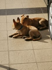 Bambi And Nala - Mixed Breed Dog