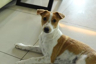 Olivia - Has Been Adopted - Mixed Breed Dog