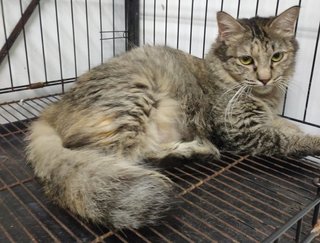 Flower - Domestic Long Hair Cat