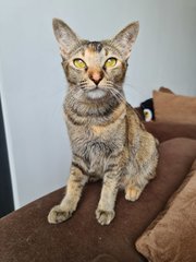 Haywana - Tabby + Bengal Cat