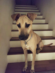 Reggie - Mixed Breed Dog